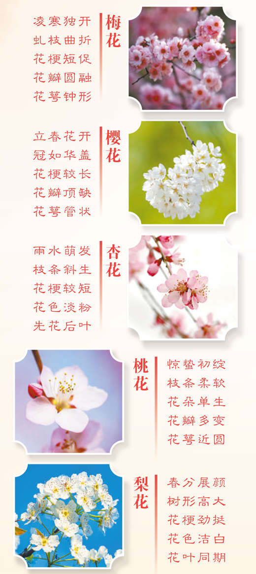 春天里的這些花，如何分辨？