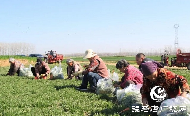 新蔡縣：野菜經(jīng)濟(jì)蒸出新“錢”景 傳統(tǒng)蒸菜香飄全國(guó)餐桌