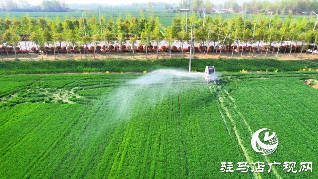 正陽縣：科技春管護麥長 精準滴灌保豐年