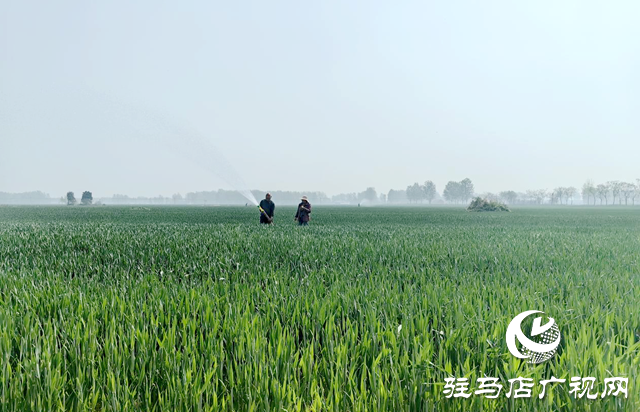 驛城區(qū)沙河店鎮(zhèn)：干群聯(lián)動保春管 科學(xué)澆水護糧安全