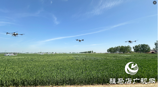 中原農(nóng)險駐馬店市分公司：冬小麥“一噴三防”飛防作業(yè) 護航夏糧豐產(chǎn)豐收?