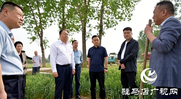 平輿縣委副書記、縣長李磊調(diào)研抗旱及“一噴三防”、病蟲害防治工作