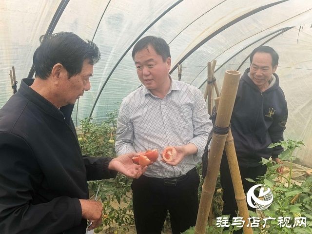 新蔡縣頓崗鄉(xiāng)：人大代表心系群眾，沙瓤番茄鋪就致富路