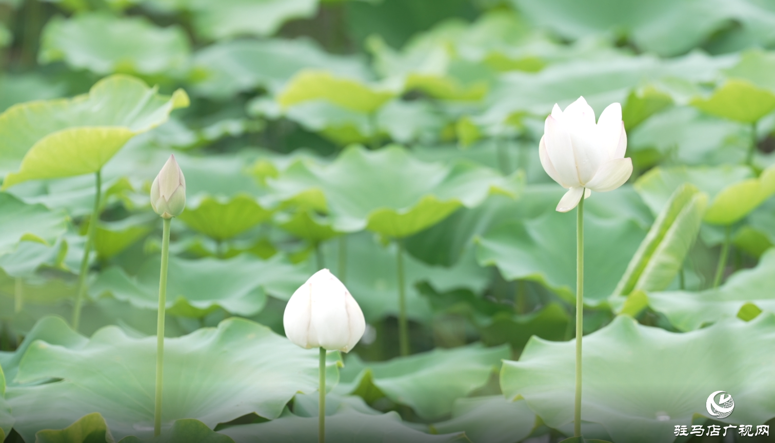 初夏：描繪時(shí)光的溫柔畫(huà)卷