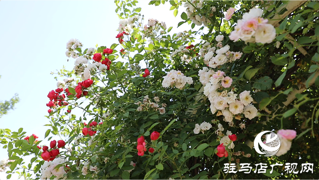 初夏：描繪時(shí)光的溫柔畫(huà)卷