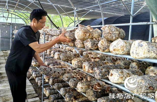 李鵬：深耕食用菌產(chǎn)業(yè) 助力鄉(xiāng)村振興