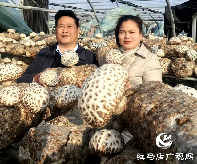 李鵬：深耕食用菌產(chǎn)業(yè) 助力鄉(xiāng)村振興