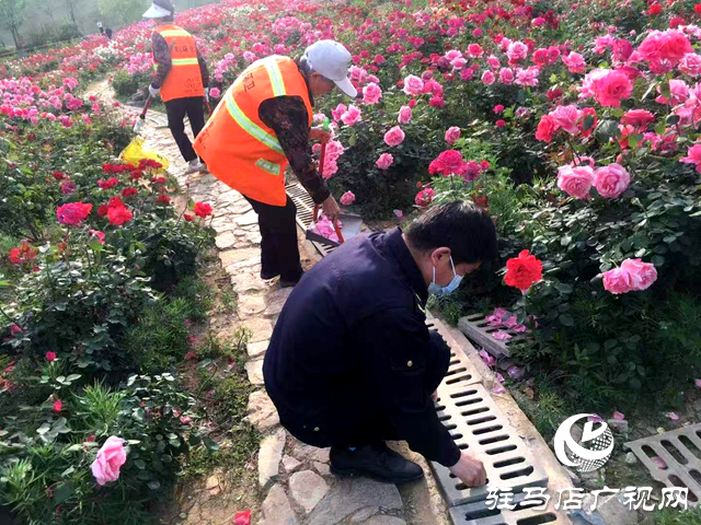 綠意蔥蘢花滿城！確山縣住建局精心打造“城市大花園”
