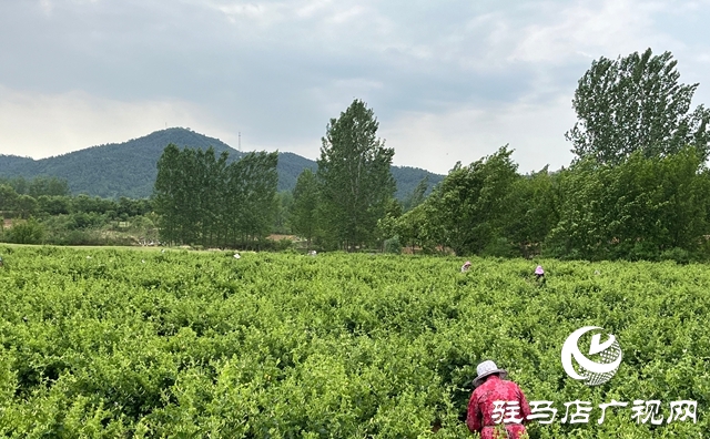 泌陽縣：金銀花開富鄉(xiāng)鄰 盤古山下產(chǎn)業(yè)興