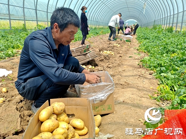 平輿縣辛店鄉(xiāng)黃寨村：春土豆迎來(lái)豐收季 助農(nóng)增收添“薯”光