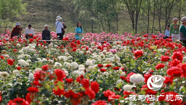 確山縣：盤龍山公園月季花盛放 游客爭相打卡賞花