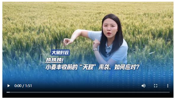 熱熱熱！小麥豐收前的“天敵”來(lái)襲，如何應(yīng)對(duì)？