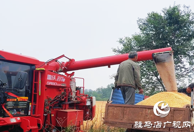 驛城區(qū)：麥浪翻滾穗飄香 機聲隆隆收獲忙