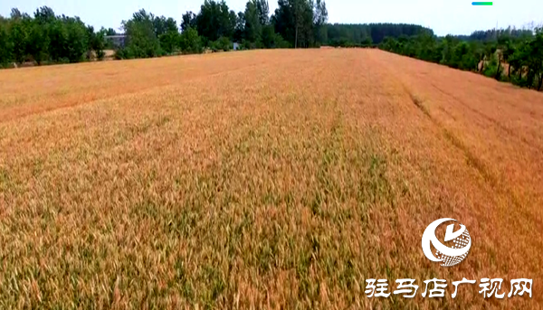 遂平縣：2700臺收割機完成體檢  智慧調(diào)度護(hù)航顆粒歸倉