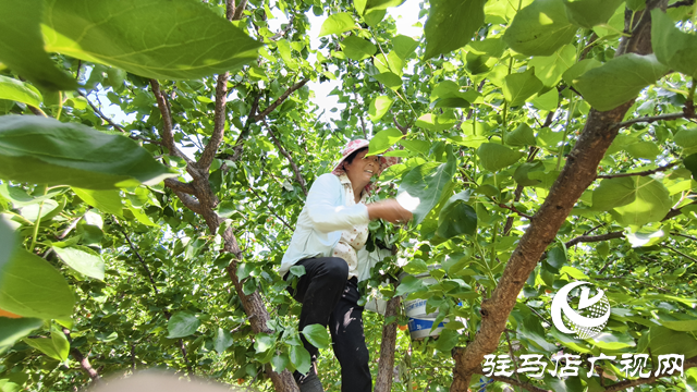駐馬店市驛城區(qū)：杏子成熟香四溢 “甜蜜產(chǎn)業(yè)”托起幸福生活