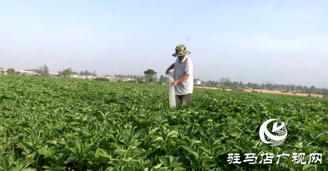 驛城區(qū)香山街道：白芷經(jīng)濟(jì)繪就一村一品新畫卷