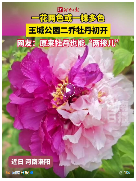 了不起的洛陽城-河南日報微信公眾號 