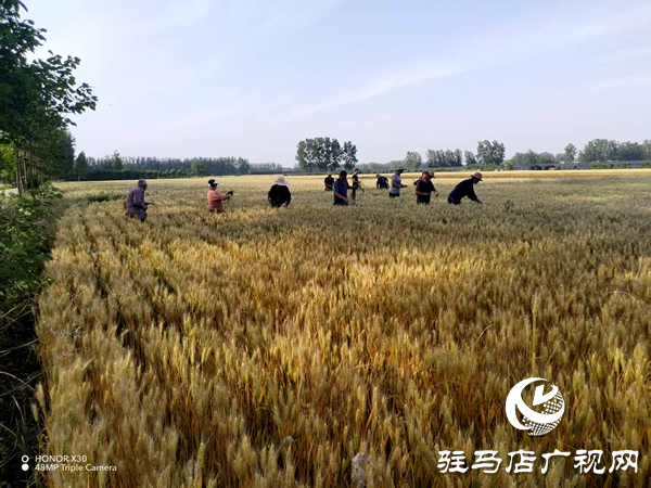 平輿縣李屯鎮(zhèn)：科學(xué)防范“干熱風(fēng)” 全力守護(hù)小麥生長 