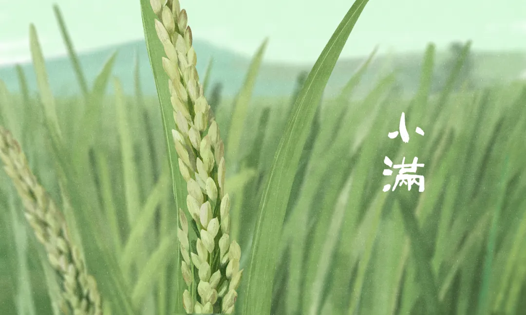 今日小滿：小得盈滿，萬物可期