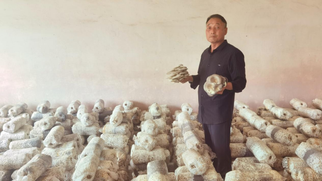 全國(guó)勞動(dòng)模范高建林：以食用菌種植助力鄉(xiāng)村振興