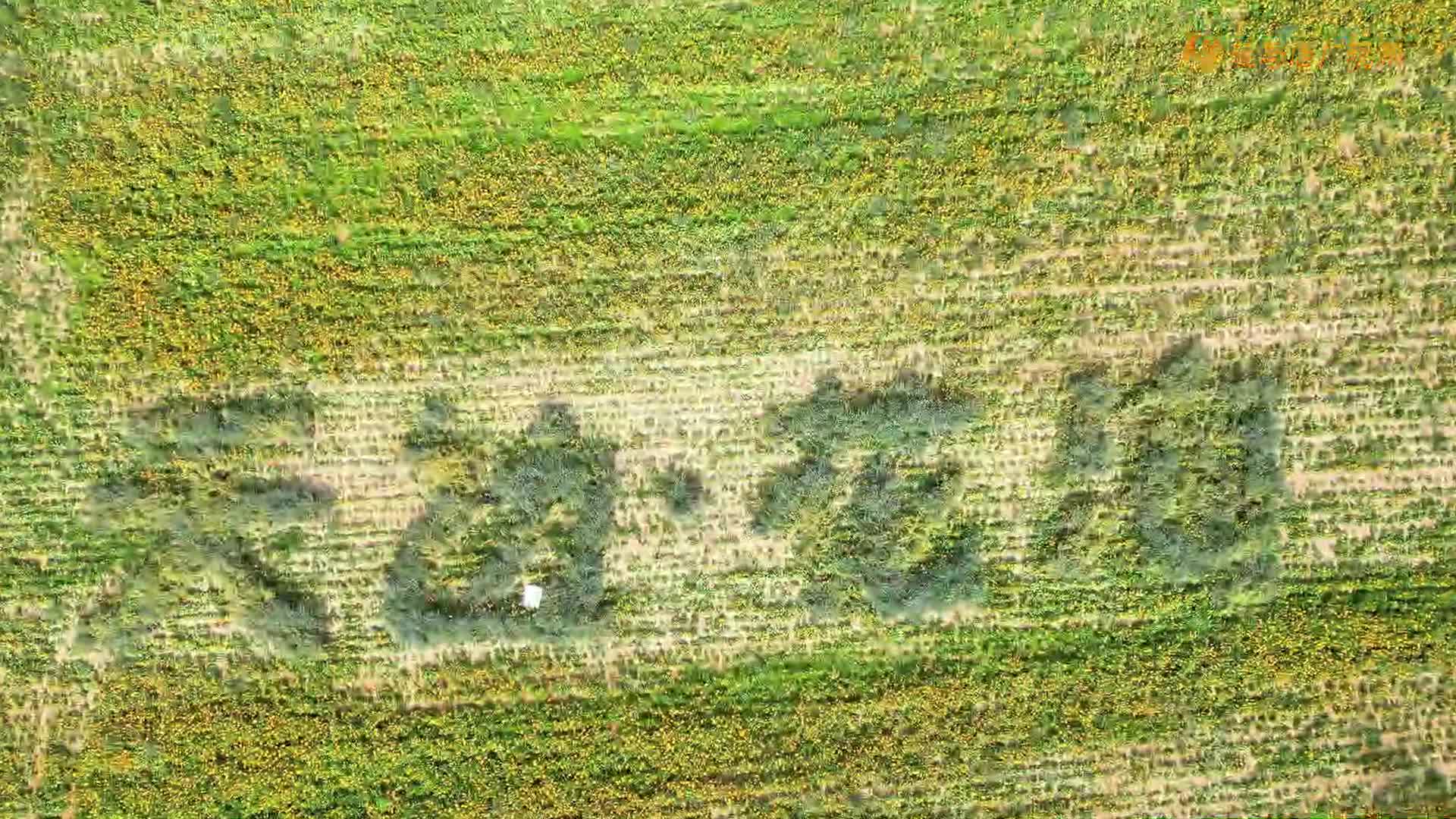 驛城區(qū)魏莊村：十余種花卉盛放 天邊花海繪就水彩畫