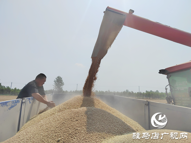 汝南縣：132.2萬畝小麥開鐮收割