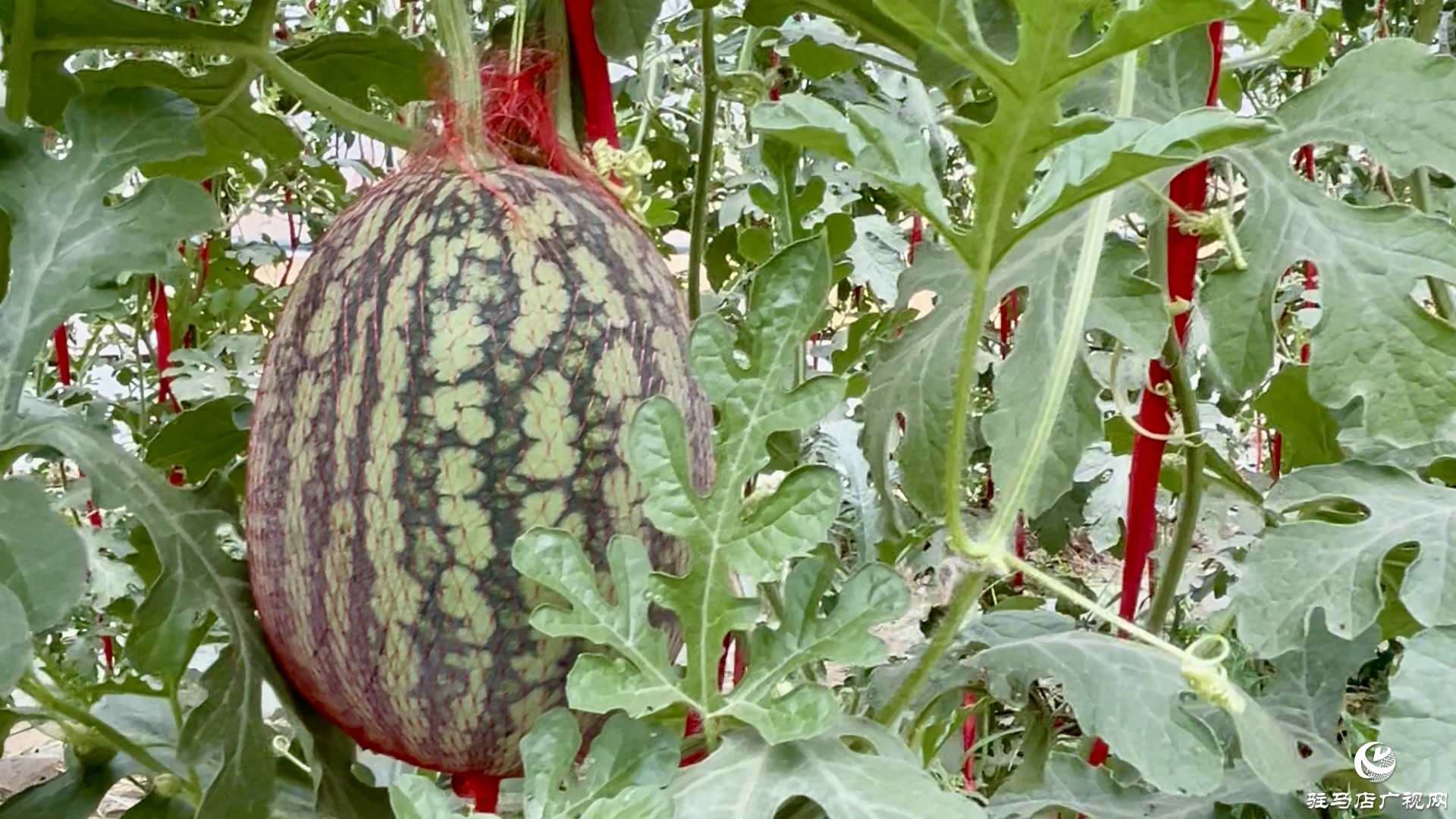 正陽縣蘭青鎮(zhèn)潘店村：科學(xué)種植 精心管護(hù) 實(shí)現(xiàn)西瓜產(chǎn)業(yè)提質(zhì)增效