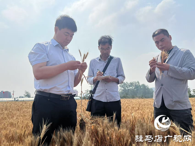 749.1公斤！駐馬店百農(nóng)1316小麥測產(chǎn)破紀錄 科技賦能解鎖糧田密碼