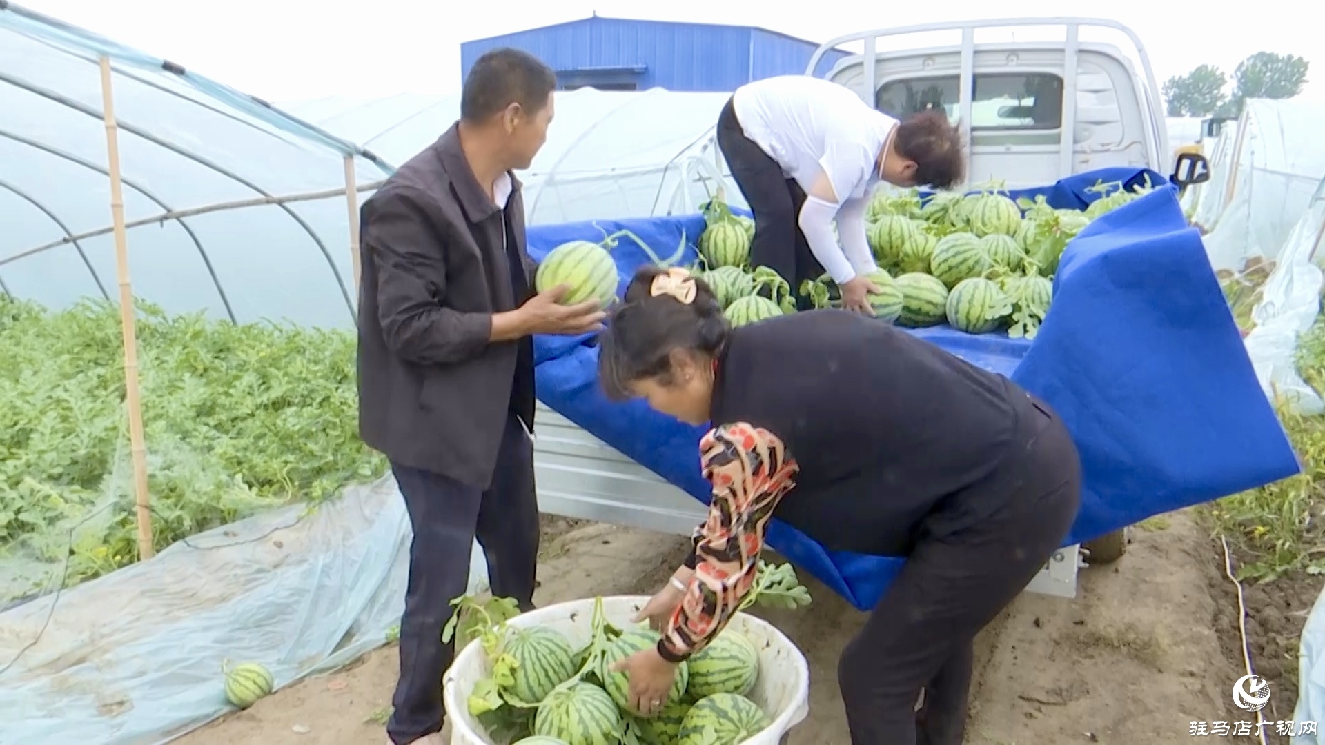 正陽縣蘭青鎮(zhèn)潘店村：科學(xué)種植 精心管護(hù) 實(shí)現(xiàn)西瓜產(chǎn)業(yè)提質(zhì)增效