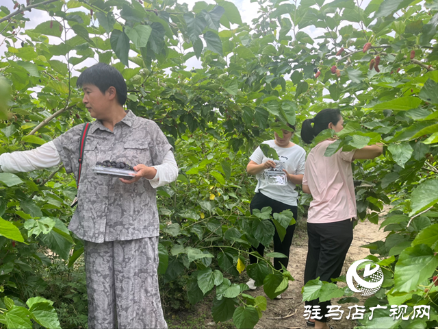 平輿縣楊埠鎮(zhèn):小小桑葚果種出村民致富“甜蜜”路