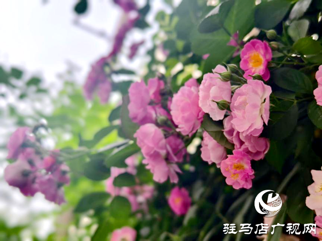又是一年薔薇開 花香滿園沁心田