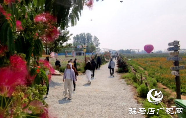 駐馬店驛城區(qū)魏莊村：百畝花?？楀\繡 文旅新篇引客來