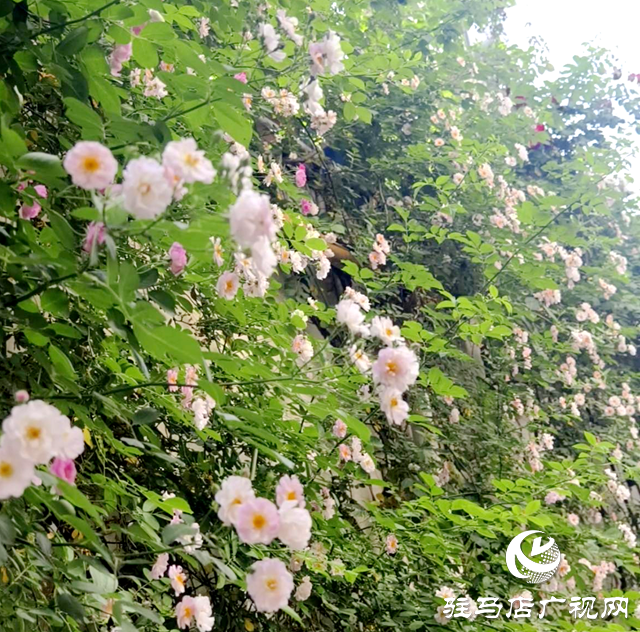 又是一年薔薇開 花香滿園沁心田