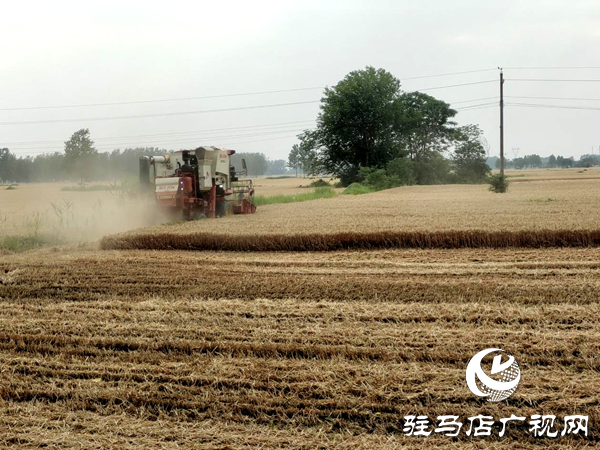平輿縣李屯鎮(zhèn)：三夏生產(chǎn)“雙搶”忙 夏糧豐收有保障