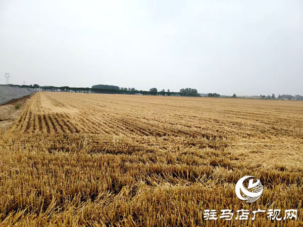 平輿縣射橋鎮(zhèn)：二百“鐵?！饼R上陣  奏響夏糧“豐收曲”