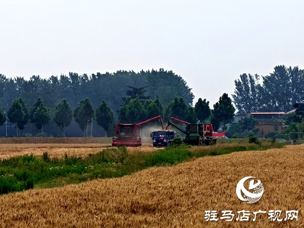 平輿縣楊埠鎮(zhèn)黨建引領聚合力：多方聯動搶農時 筑牢糧食安全線