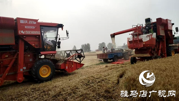 平輿縣射橋鎮(zhèn)：二百“鐵牛”齊上陣  奏響夏糧“豐收曲”