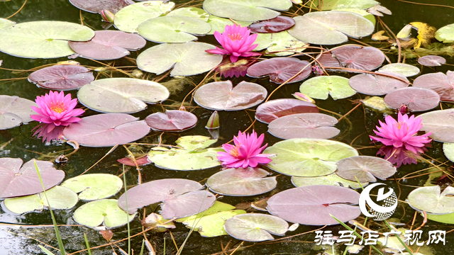 開源湖畔睡美人 一池幽夢綻芳華