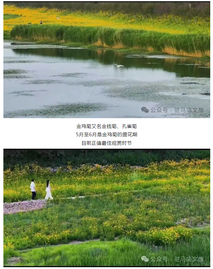 初夏限定！金雞菊花海驚艷綻放！