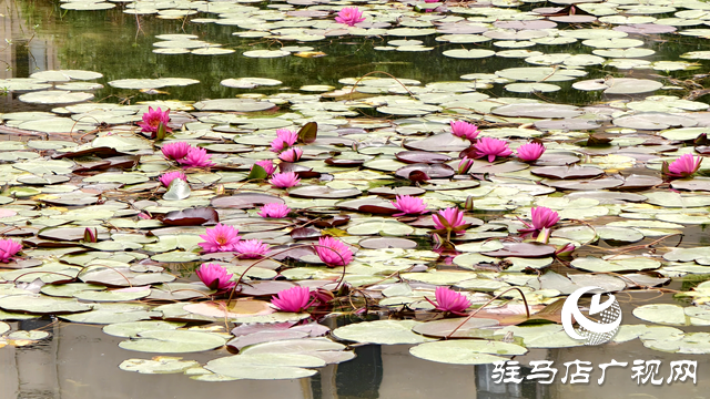 開源湖畔睡美人 一池幽夢綻芳華