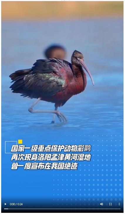 國家一級重點保護動物彩鹮再次現(xiàn)身洛陽孟津黃河濕地 曾一度宣布在我國絕跡