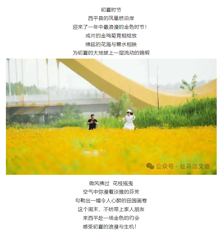 初夏限定！金雞菊花海驚艷綻放！