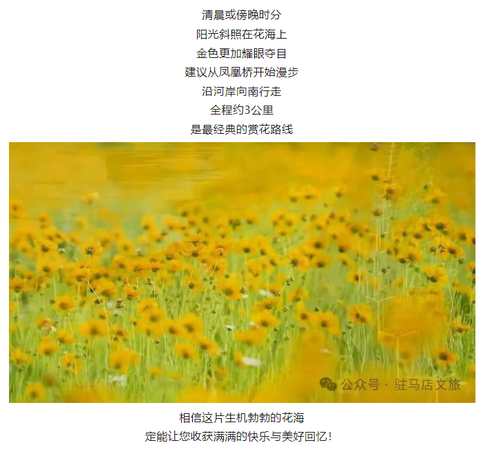 初夏限定！金雞菊花海驚艷綻放！