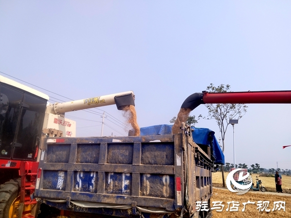 平輿縣開展2025年小麥機(jī)收減損大比武活動(dòng)    