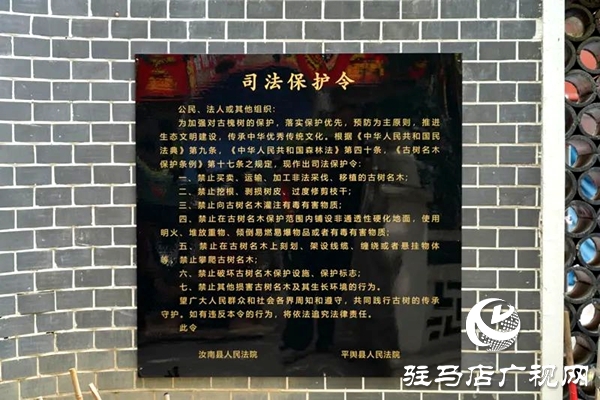 古槐樹下，“組團”護綠——平輿縣人民法院聯(lián)合發(fā)布“司法保護令”