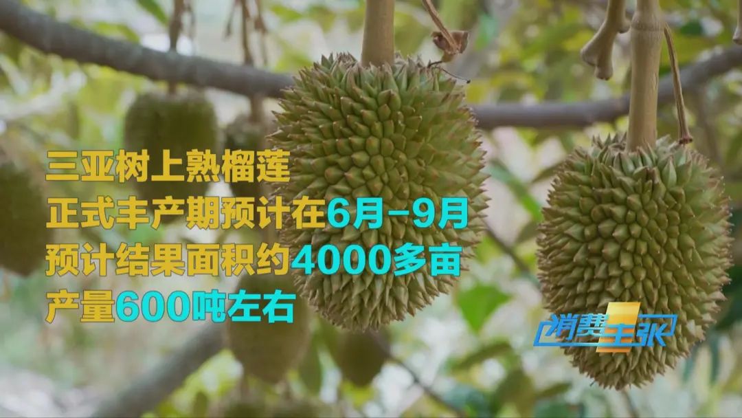 “水果之王”價格腰斬，還能再降！
