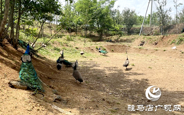 泌陽縣盤古鄉(xiāng)：特色養(yǎng)殖鹿雀歡 鄉(xiāng)村振興活力添