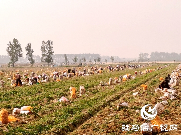  遂平縣褚堂街道：馬鈴薯喜獲豐收，助力鄉(xiāng)村振興