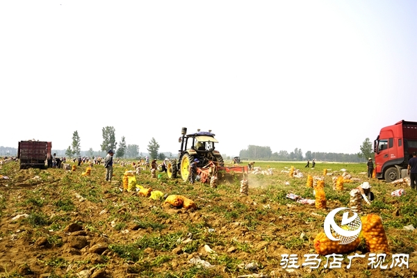  遂平縣褚堂街道：馬鈴薯喜獲豐收，助力鄉(xiāng)村振興