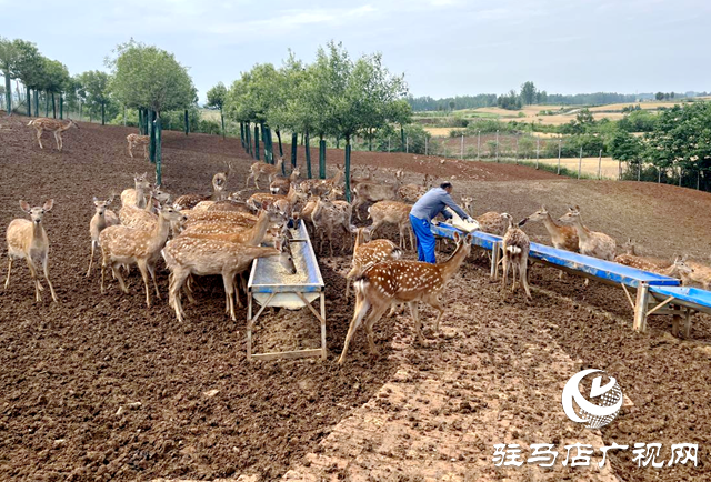 泌陽縣盤古鄉(xiāng)：特色養(yǎng)殖鹿雀歡 鄉(xiāng)村振興活力添